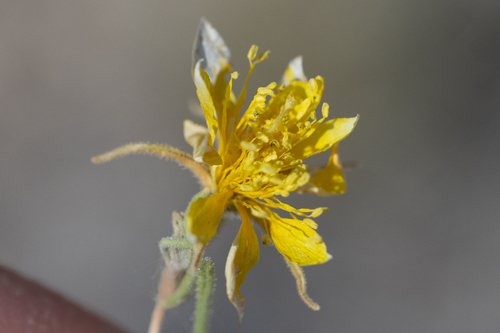 Santa Fe Blazingstar (Mentzelia springeri)