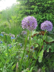 Allium macleanii
