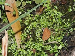 Callitriche muelleri