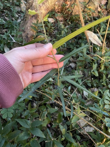 Narrow-Leaved Caperbush (Capparis brassii)