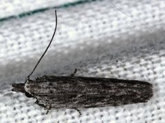 Holocola melanographa