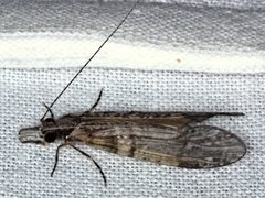 Triplectides similis