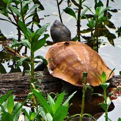 Mesoclemmys tuberculata