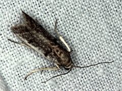 Philobota acropola
