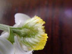 Anthemis ruthenica