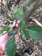 Trichilia havanensis