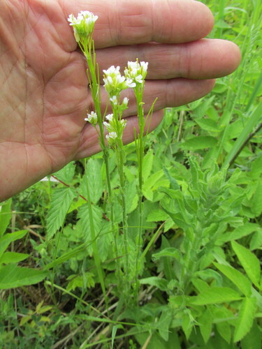 Arabis hirsuta iNat (1)