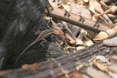Sceloporus teapensis