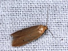 Platoloncha psamathina