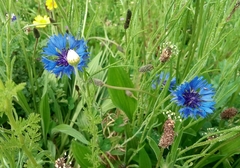 Centaurea cyanus