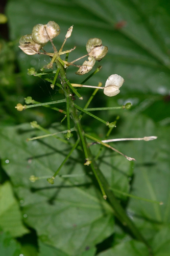 Image of Pachyphragma macrophyllum by (c) Fyodor Pudovikov, some rights reserved (CC BY)