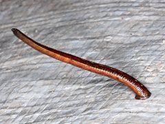 Hirudinidae