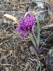 Allium platycaule