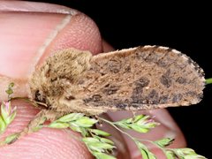 Oncopera rufobrunnea