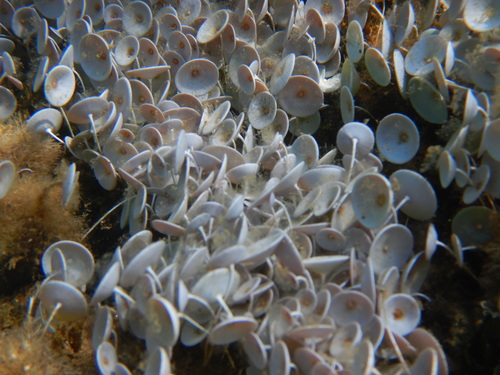 Image of Acetabularia acetabulum by (c) Chris Taklis, some rights reserved (CC BY)