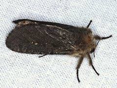 Oncopera rufobrunnea