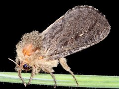 Oncopera rufobrunnea