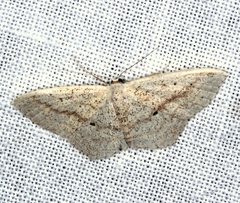 Scopula perlata