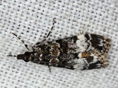 Eudonia protorthra