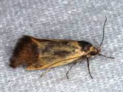 Merocroca automima