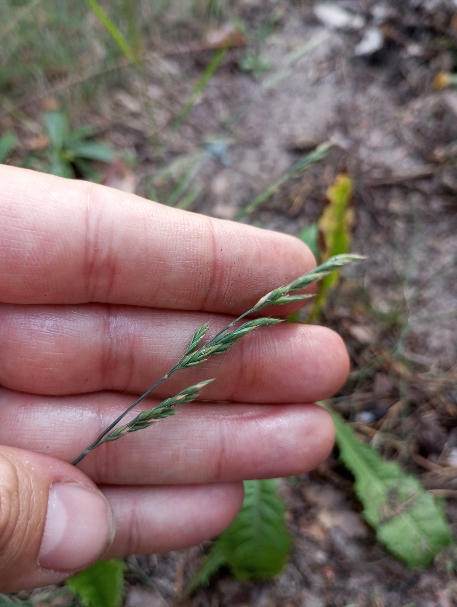 Imagem de Festuca azul