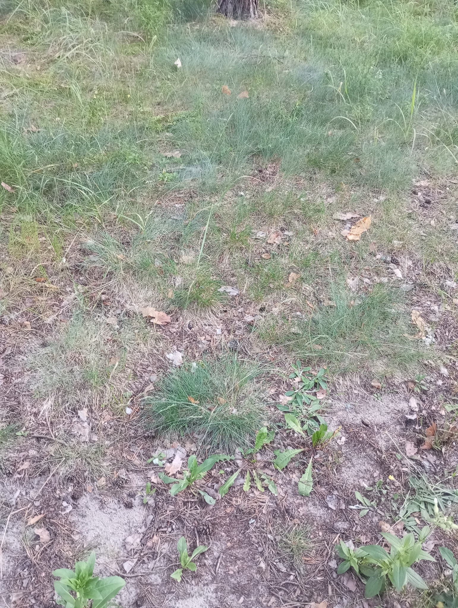 Imagem de Festuca azul