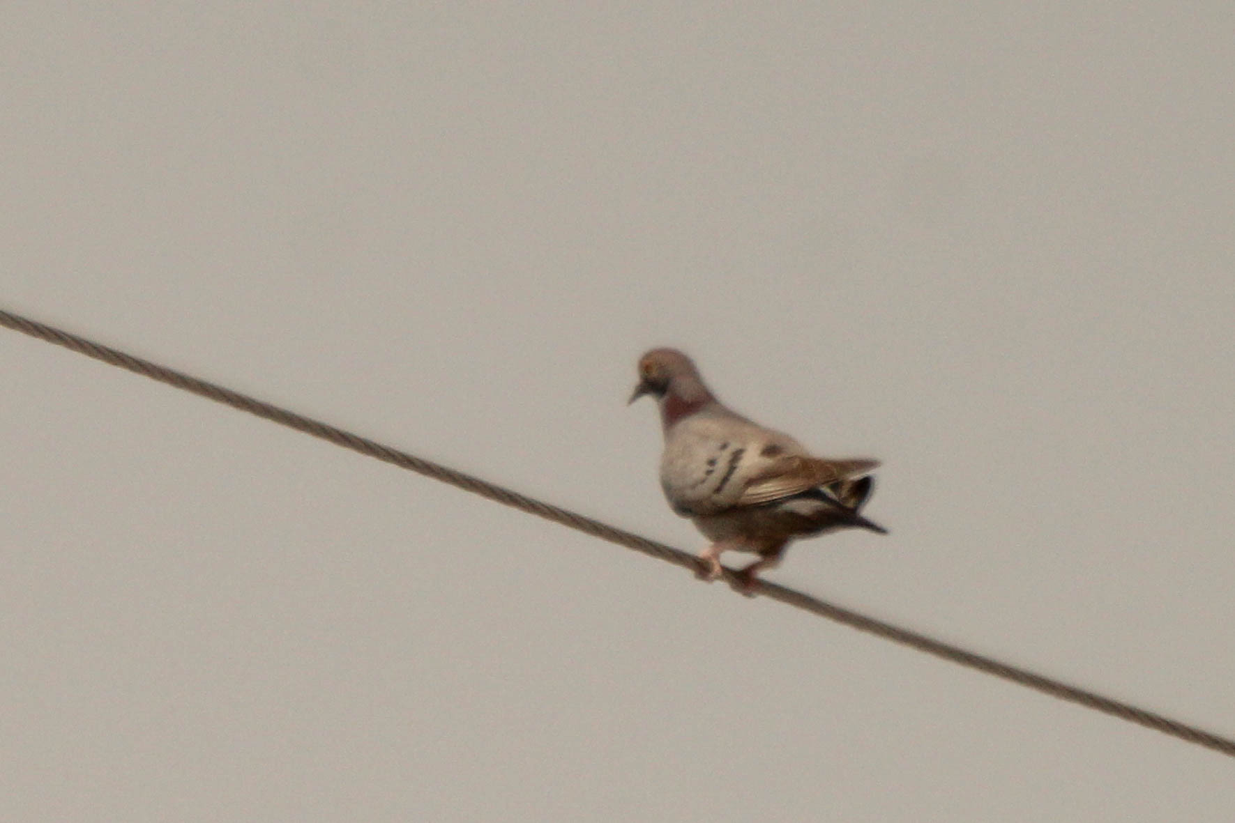 Yellow-eyed Pigeon (Columba eversmanni), photo 9