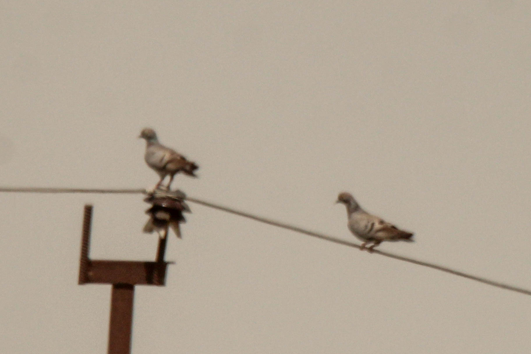 Yellow-eyed Pigeon (Columba eversmanni), photo 10