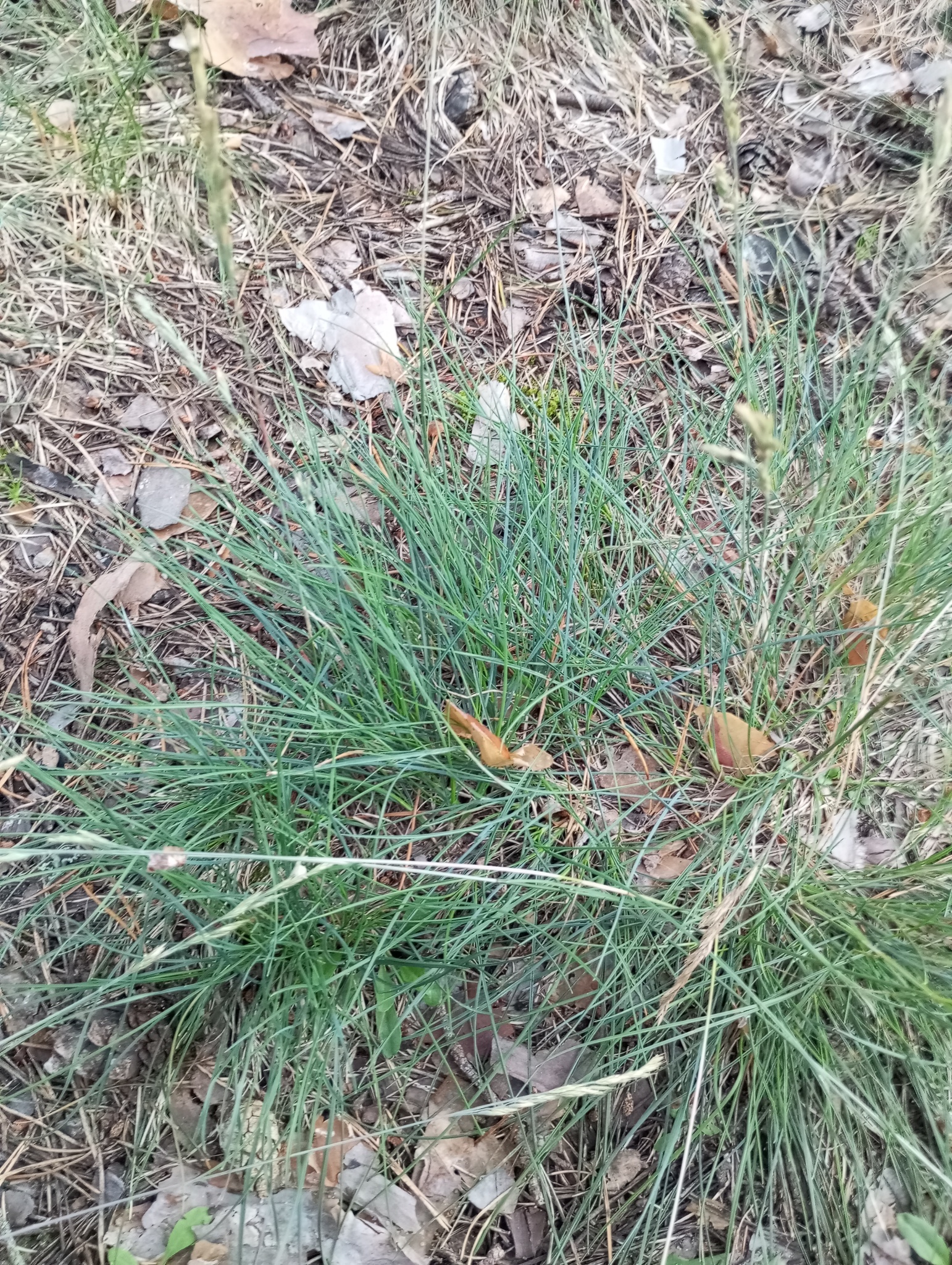 Imagem de Festuca azul