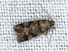 Barea subviridella