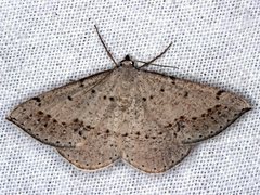 Taxeotis perlinearia