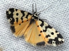 Thallarcha jocularis