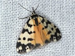 Thallarcha jocularis