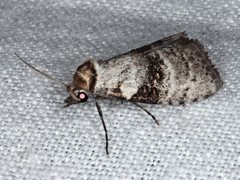 Acatapaustus metallopa