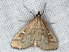 Udea hyalistis