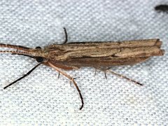 Kosrheithrus tillyardi