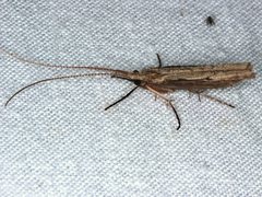 Kosrheithrus tillyardi