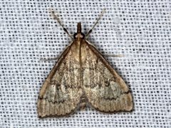 Metasia dicealis