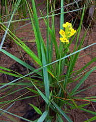 Image of Alectra sessiliflora