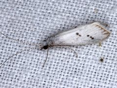 Asmicridea edwardsii