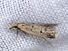 Atheropla decaspila