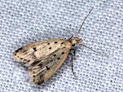 Atheropla decaspila