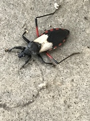 Microtomus purcis