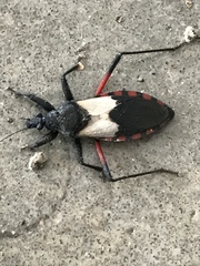 Microtomus purcis
