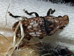 Taburnus breviceps