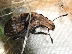 Taburnus breviceps