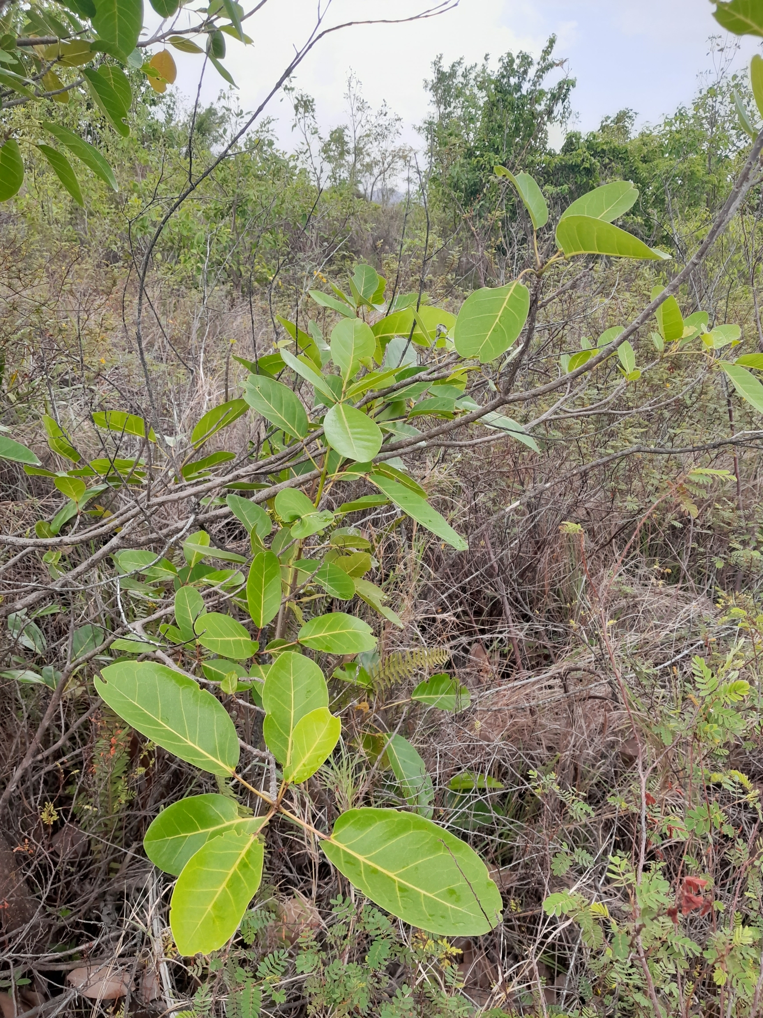 Imagem de Ipê-roxo