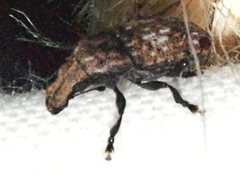 Taburnus breviceps