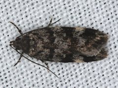 Barea subviridella