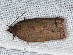 Meritastis